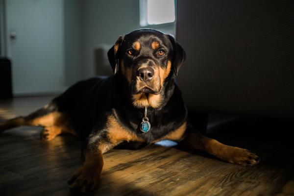 /Images/uploads/MidAmerica Rottweiler Rescue/adoptarottphotocontest/entries/10528thumb.jpg